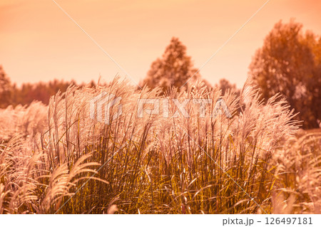 Miscanthus grass in the field during golden sunset. Nature background Miscanthus grass in the field during golden sunset. Nature background 126497181