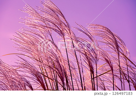 Miscanthus grass against sunset pink sky. Nature background 126497183