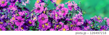 Flowering Aster amellus in the garden in autumn. Floral nature background. Horizontal banner Flowering Aster amellus in the garden in autumn. Floral nature background. Horizontal banner 126497218