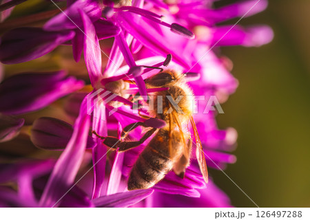 Closeup image of a busy bee diligently pollinating vibrant pink flowers in natures garden 126497288