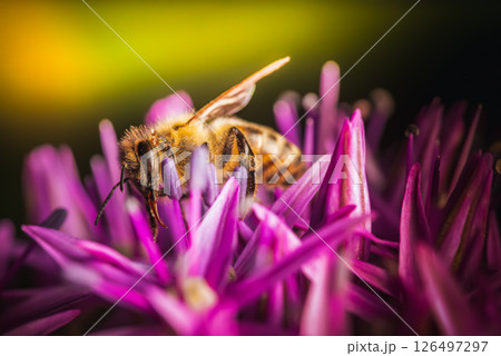 Closeup image of a busy bee diligently pollinating vibrant pink flowers in natures garden 126497297