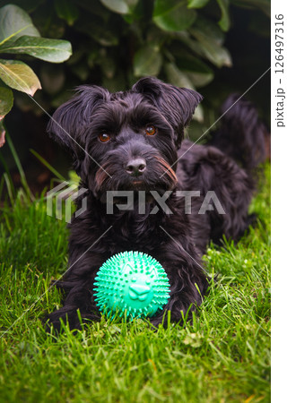 A small black york dog is lying in the grass playing with a green ball A small black york dog is lying in the grass playing with a green ball 126497316
