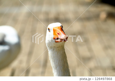 a cute and funny goose by the river a cute and funny goose by the river 126497868