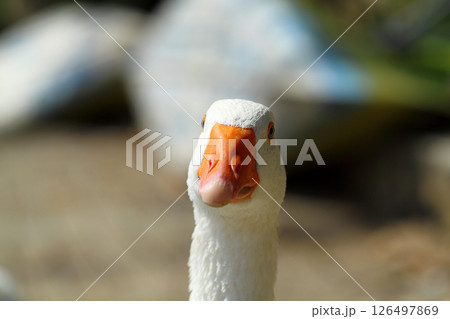 a cute and funny goose by the river a cute and funny goose by the river 126497869