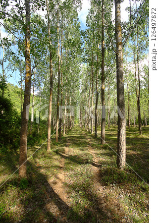 Traveling away from the city in the countryside on weekends 126497872