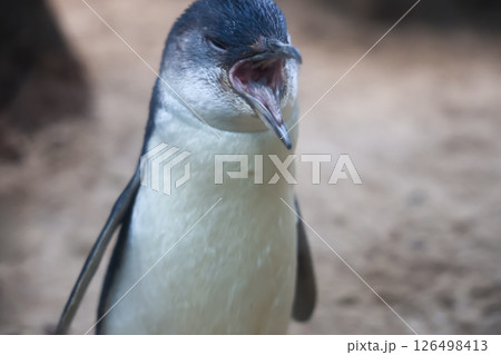 The Fairy penguin or blue penguin is so cute and local animal in phillip island,Australia 126498413