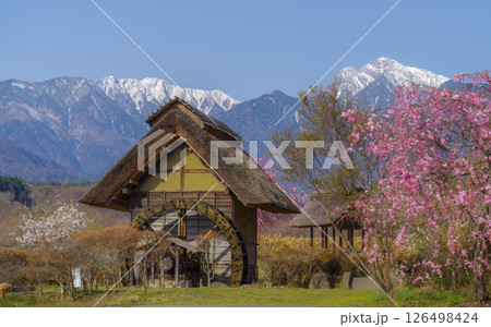 Traditional Waterwheel Mill and Cherry Blossoms in the Rural Highlands of Yamanashi Japan 126498424