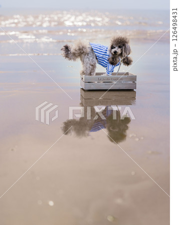 かがみの海と犬 126498431