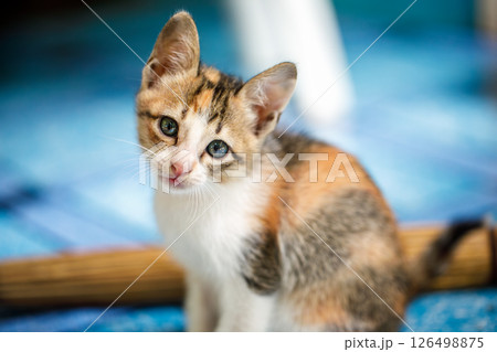 Portrait of a homeless, abandoned tricolor kitten, he sits and looks up at the camera. 126498875
