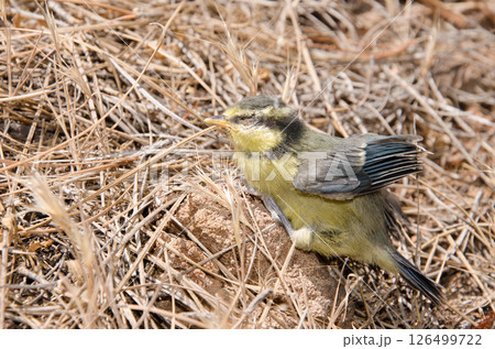 Juvenile African blue tit. 126499722