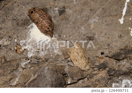 Pellets from common kestrel. 126499731