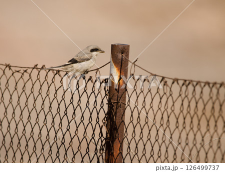 Great grey shrike. 126499737
