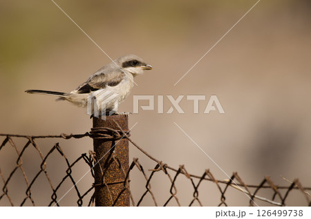 Great grey shrike. Great grey shrike. 126499738