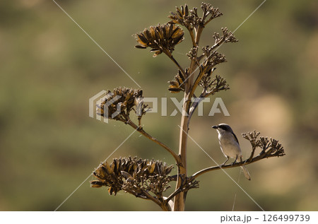 Great grey shrike. 126499739