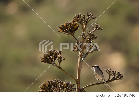 Great grey shrike. Great grey shrike. 126499740