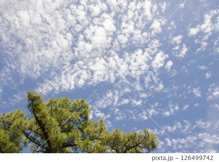 Canary Island pine and cloudscape. 126499742