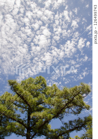 Canary Island pine and cloudscape. 126499743