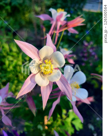 Flower Aquilegia. Blooming flower with white pink petals, yellow stamens on green stem, drops of dew in summer spring. Flowering plant. Spring summer Background Flower Aquilegia. Blooming flower with white pink petals, yellow stamens on green stem, drops of dew in summer spring. Flowering plant. Spring summer Background 126500564
