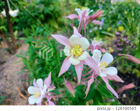 Flower Aquilegia. Blooming flower with white pink petals, yellow stamens on green stem, drops of dew in summer spring. Flowering plant. Spring summer Background Flower Aquilegia. Blooming flower with white pink petals, yellow stamens on green stem, drops of dew in summer spring. Flowering plant. Spring summer Background 126500565
