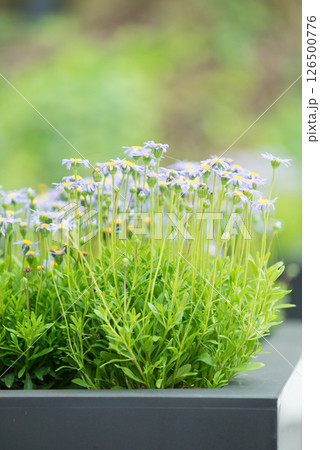 Close up of green and blue flowers Close up of green and blue flowers 126500776