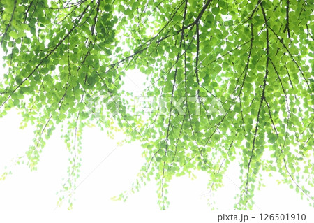 カツラの新緑 【白背景】 126501910