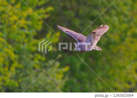 Long-eared owl - Asio otus dives in flight with stretched wing 126502004