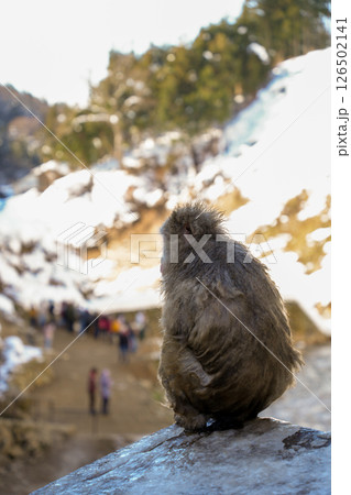 250120地獄谷野猿公苑 250120地獄谷野猿公苑 126502141