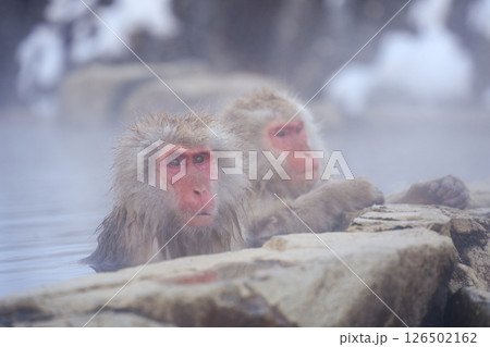 250120地獄谷野猿公苑 250120地獄谷野猿公苑 126502162