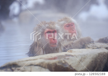 250120地獄谷野猿公苑 250120地獄谷野猿公苑 126502169