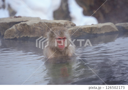 250120地獄谷野猿公苑 126502173