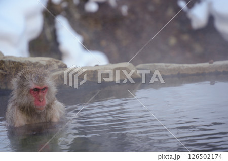 250120地獄谷野猿公苑 126502174