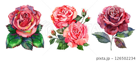 Watercolor red roses bouquet illustration. Hand draw rose flower 126502234