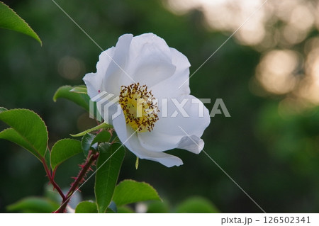 白い花 白い花 126502341