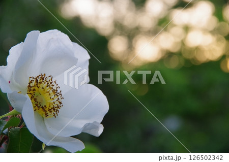 白い花 白い花 126502342