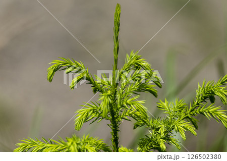 若い杉の木 若い杉の木 126502380