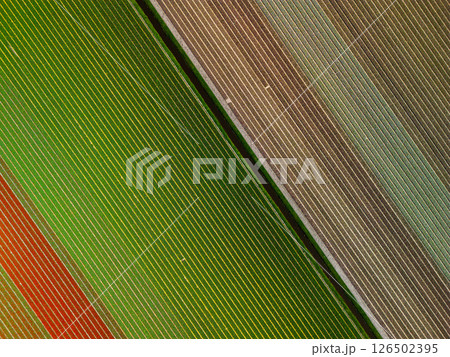Aerial view of colorful agricultural fields with perfectly aligned rows, creating a stunning geometric pattern of green, red, and brown crops divided water canal. 126502395