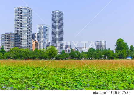 東京都台東区不忍池周辺2025年5月 126502585