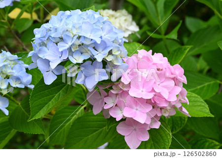 淡いブルーとピンクの紫陽花 126502860