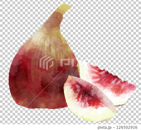 Fig illustration, hand-drawn, watercolor style 126502916