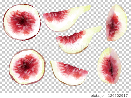 Fig cross-section illustration, hand-drawn, watercolor style 126502917