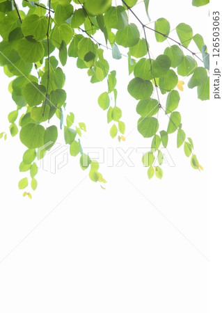 新緑のカツラの葉 【白背景】 【空背景】 126503063
