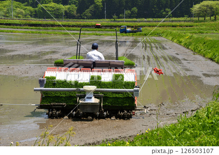 水田での田植え 126503107