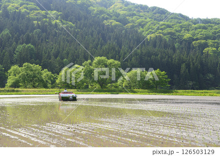 水田での田植え 126503129