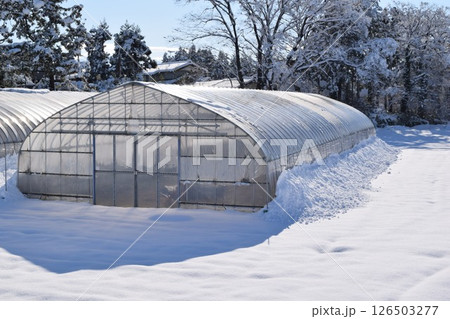 豪雪地方のビニールハウス 126503277