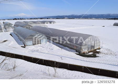 豪雪地方のビニールハウス 豪雪地方のビニールハウス 126503278