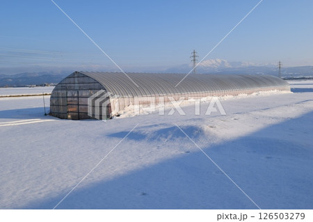 豪雪地方のビニールハウス 豪雪地方のビニールハウス 126503279
