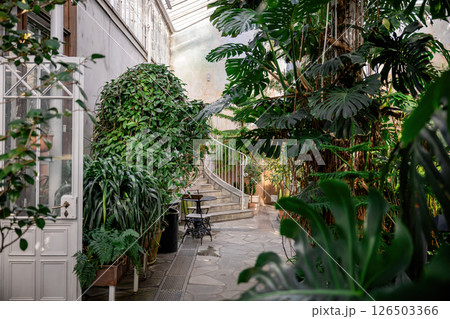 Lush indoor greenhouse with tropical plants and curved stone staircase view 126503366