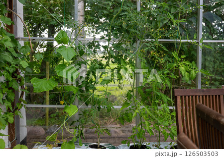 Tomato and cucumber plants growing in greenhouse in summer. concept of home gardening 126503503