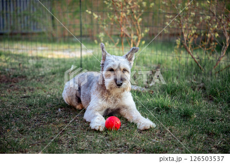 white mixed breed dog with red ball laying in bright green grass white mixed breed dog with red ball laying in bright green grass 126503537