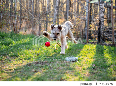 dog fun in garden outdoors run and jump with ball towards 126503570